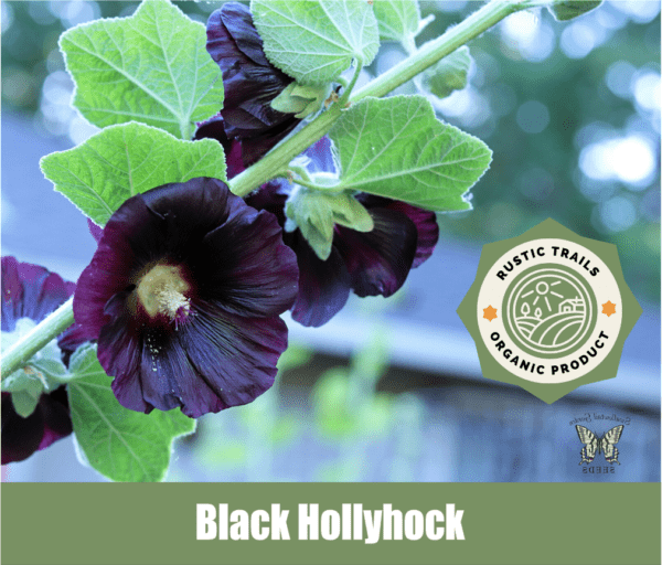 Black Hollyhock (Alcea rosea):